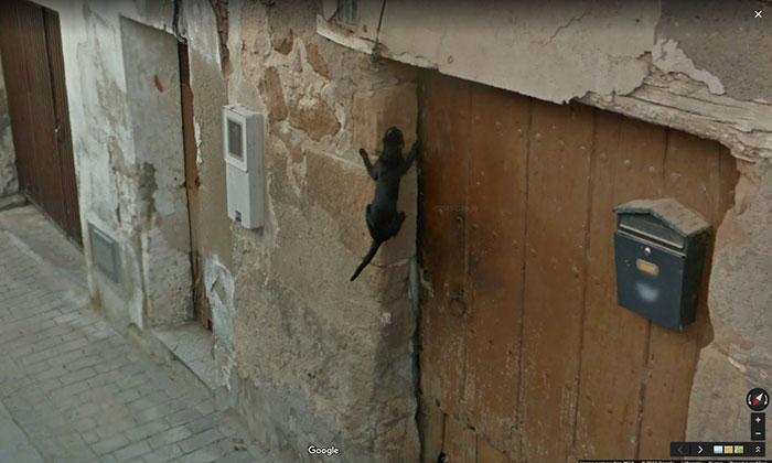 Autors: matilde Foto izlase: Dzīvnieki, kuri netīšām nokļuva «Google Street View»