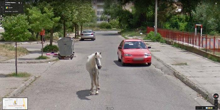 Autors: matilde Foto izlase: Dzīvnieki, kuri netīšām nokļuva «Google Street View»