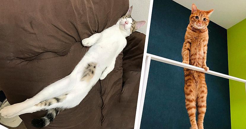 Cilvēki dalās ar fotogrāfijām, kurās redzami viņu ļoti garie kaķi