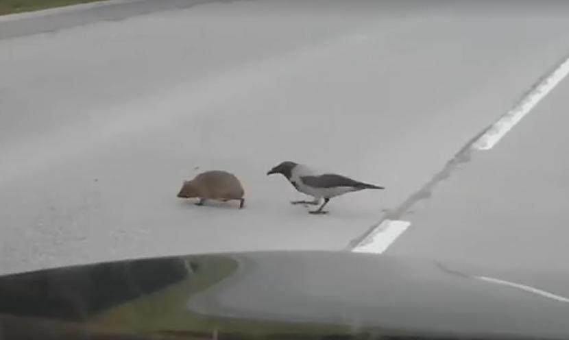 Diemžēl oriģinālo video... Autors: matilde Video ar vārnu un ezi uz ceļa Ogrē kļuvis par pasaules mēroga sensāciju