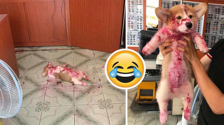 20+ mājdzīvnieki, kuri mēģināja bezkaunīgi nozagt ēdienu, bet tika pieķerti