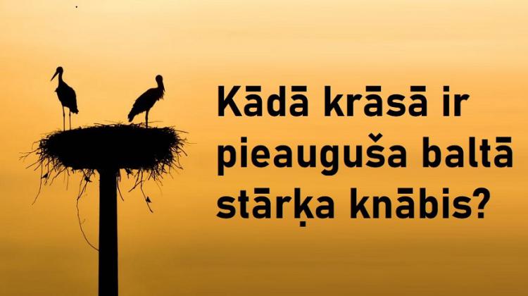 Vai vari šajā zināšanu testā iegūt vismaz 13 punktus no 15?