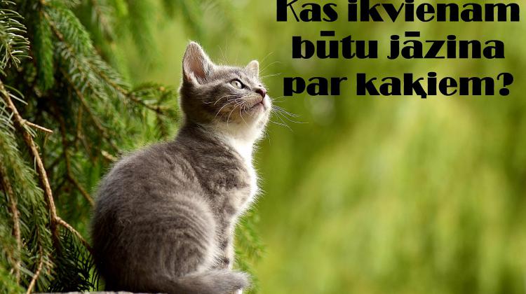 Kas ikvienam būtu jāzina par kaķiem?