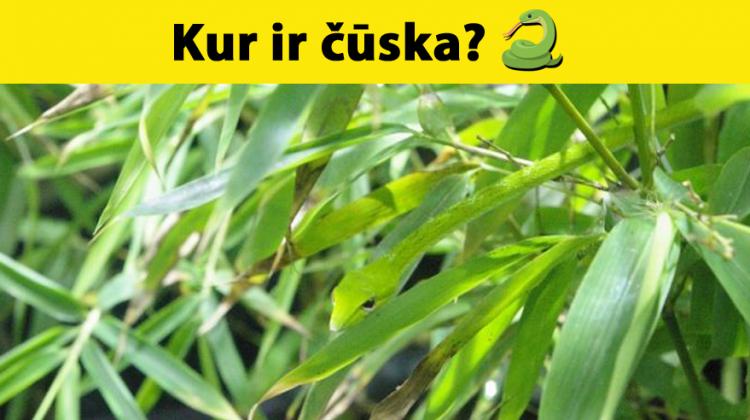 Tests acīgajiem: Vari atrast dzīvniekus, kas paslēpušies šajos 11 attēlos?