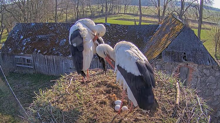 VIDEO ⟩ Balto stārķu ligzdā jau izdēta trešā ola šogad