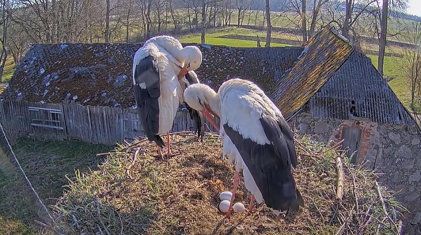 VIDEO ⟩ Balto stārķu ligzdā jau izdēta trešā ola šogad