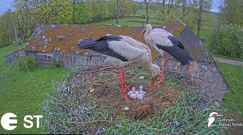 VIDEO: Balto stārķu pāris Mamma un Tio sveic pirmos cāļus