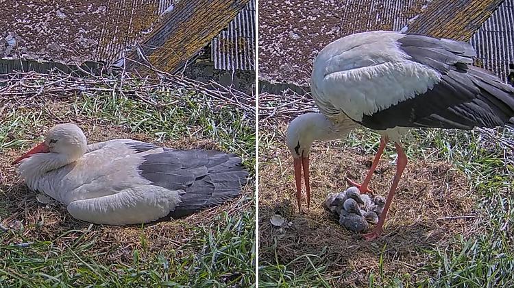 VIDEO ⟩ Balto stārķu ligzdā izšķīlies piektais stārķēns