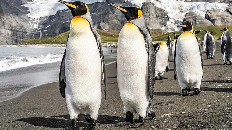 😆 Vecie joki vienmēr esot lieliski: Pingvīna dienasgrāmata 🐧