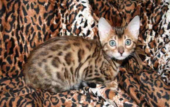 Bengālijas kaķis  800  3000  ... Autors: Fosilija Dārgākie mājdzīvnieki .