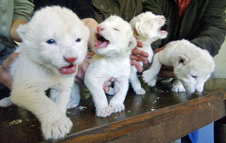 Balto lauvu mazuļi  138 000  ... Autors: Fosilija Dārgākie mājdzīvnieki .