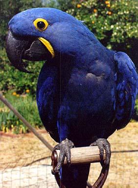 Hiacintes makao papagailis ... Autors: Fosilija Dārgākie mājdzīvnieki .