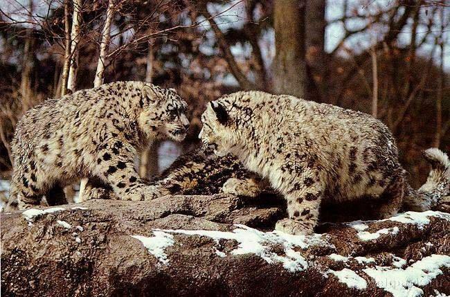  Autors: Antilohs Dzīvnieku apskats: sniega leopards