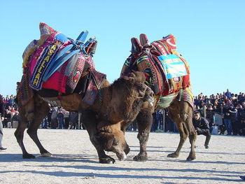 Turcijā tiek rīkotas kamieļu... Autors: Fosilija Īpatnējas tradīcijas ...