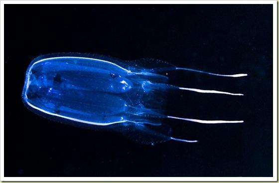 Kantainā medūza ir izraisijusi... Autors: Fosilija Indīgākie dzīvnieki ...