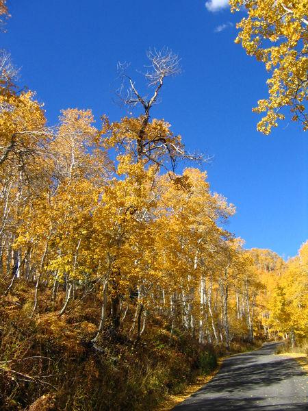 5 Pando jeb Trīcošais Utah... Autors: LittleWolf Skaistākie koki pasaulē