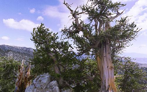 2Vecākais dzīvais koks pasaulē... Autors: LittleWolf Skaistākie koki pasaulē