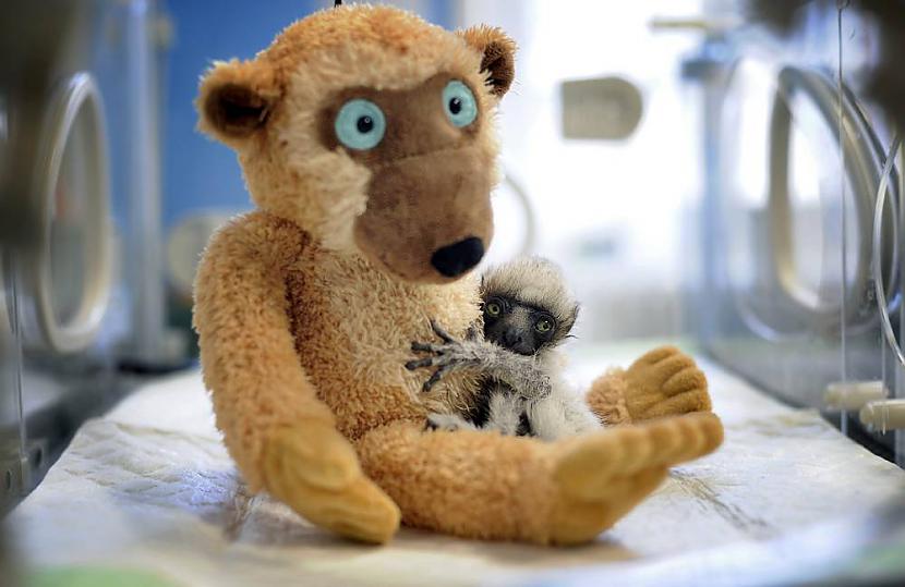Lemurs Tahina un jaunais... Autors: KingOfTheSpokiLand 75 Pārsteidzošas dzīvnieku fotogrāfijas!