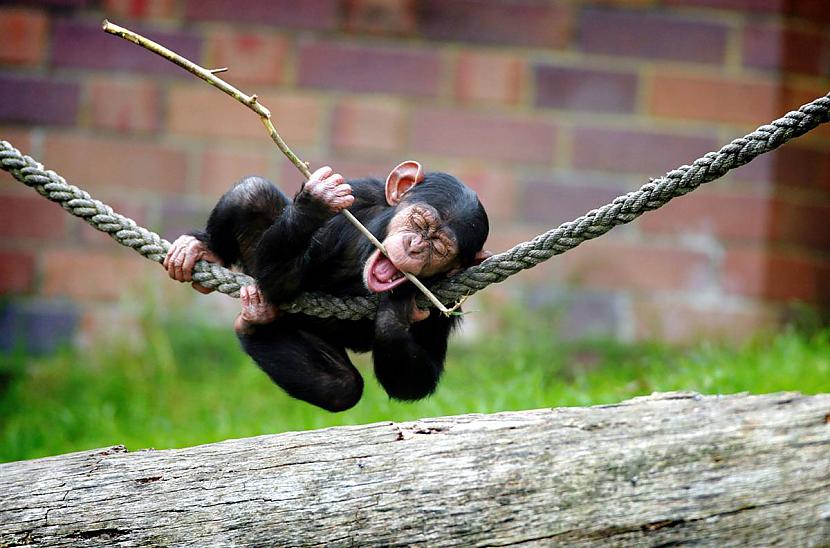 Šimpanzes mazulis tāpat vien... Autors: KingOfTheSpokiLand 75 Pārsteidzošas dzīvnieku fotogrāfijas!