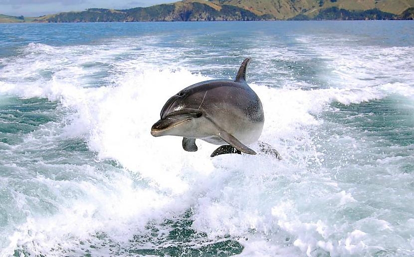 Jaunzēlande Kurš ātrāks laiva... Autors: KingOfTheSpokiLand 75 Pārsteidzošas dzīvnieku fotogrāfijas!