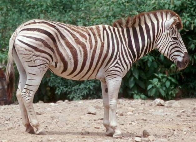 Zebra ir balta ar melnām... Autors: Fosilija Nedzirdētie fakti :)