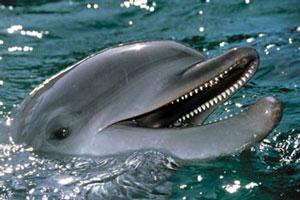 Delfīni guļ ar vienu atvērtu... Autors: kanba 11 interesanti fakti par dzīvniekiem!