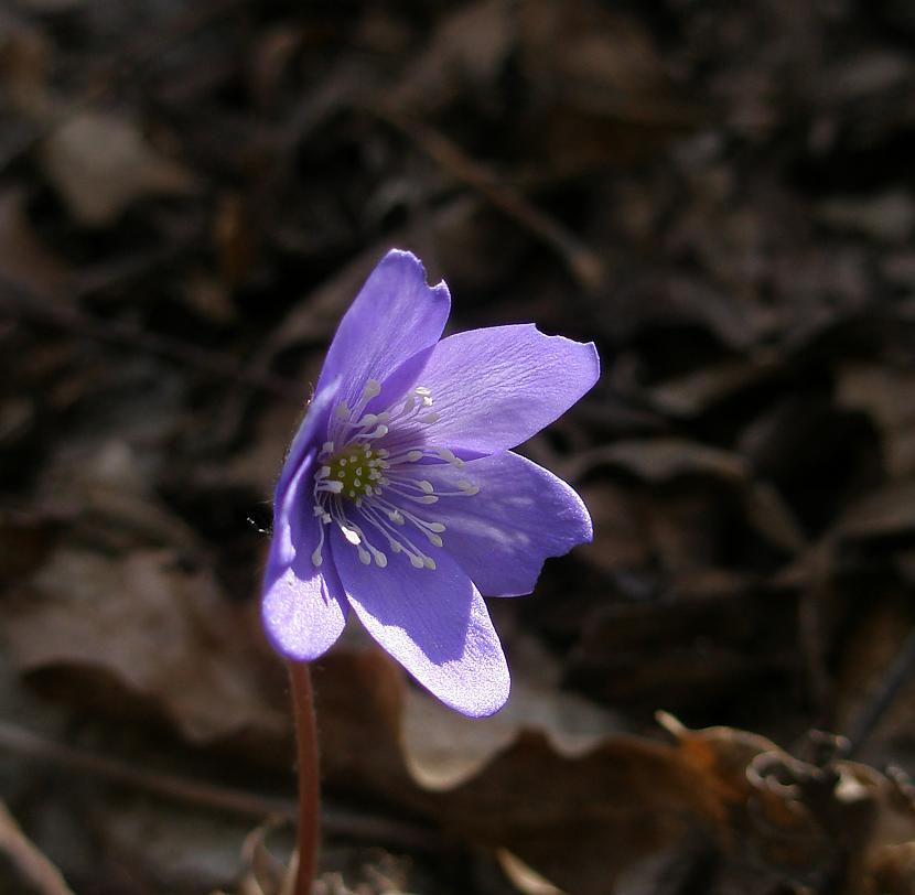  Autors: Veigurs Pavasaris?