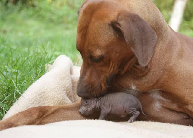  Autors: raiviiops Suns adoptē sivēnu