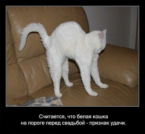 Tiek uzskatītska balts kaķis... Autors: coldasice fakti par kaķiem