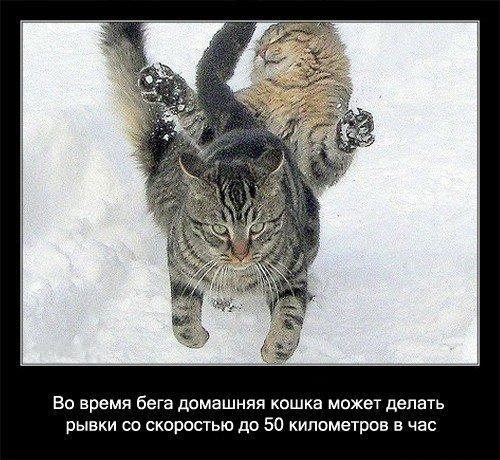 Skrienot kaķis var veikt... Autors: coldasice fakti par kaķiem