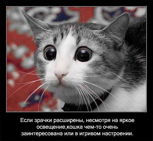Ja kaķa acu zīlītes ir... Autors: coldasice fakti par kaķiem