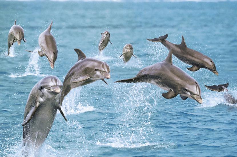 Delfīni guļot tur vienu aci... Autors: coldasice Interesanti fakti par dzivniekiem