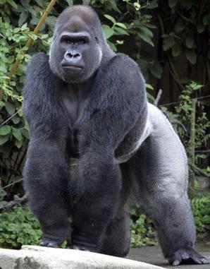Uz gorillām iedarbojās... Autors: coldasice Interesanti fakti par dzivniekiem