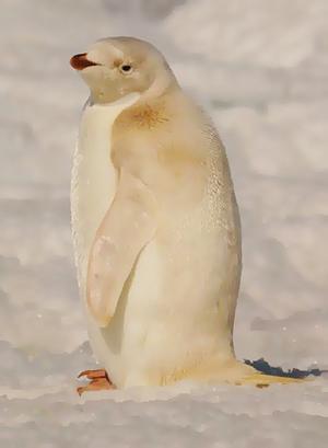 Pingvīns ir vienīgais... Autors: coldasice Interesanti fakti par dzivniekiem