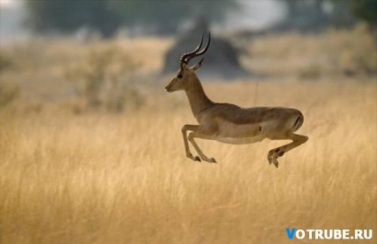Āfrikas antilope impālakas... Autors: coldasice Dzīvnieki-rekordisti