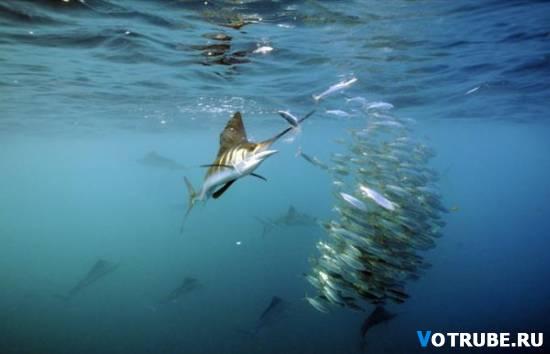 Par ātrāko zivi pasaulē tiek... Autors: coldasice Dzīvnieki-rekordisti