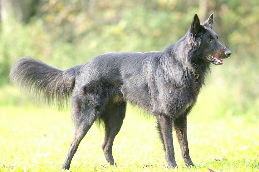 beļģu aitu suns Groenendael Autors: AgaGangaEsenga Suņu šķirnes daudz