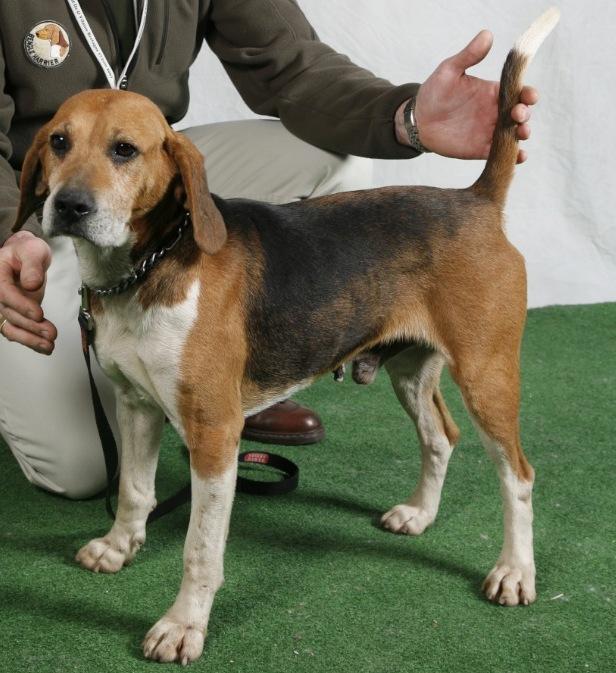 Beagle harrier Autors: AgaGangaEsenga Suņu šķirnes daudz