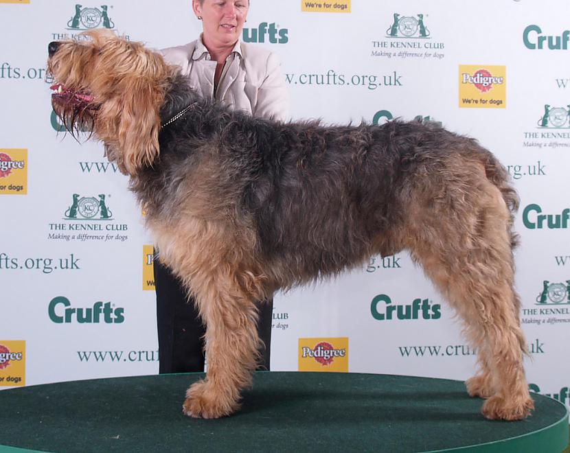 Ūdra dzinējsuns Otterhound Autors: AgaGangaEsenga Suņu šķirnes daudz