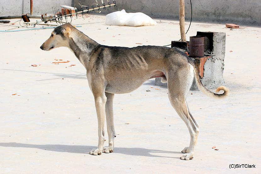 tazi Autors: AgaGangaEsenga Suņu šķirnes daudz