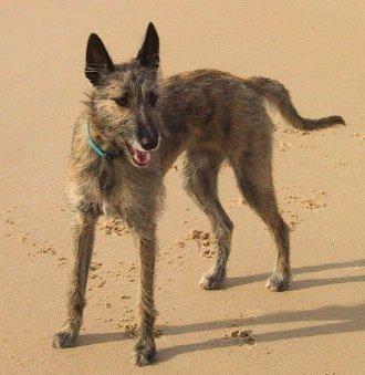 AustralianKangarooDog Autors: AgaGangaEsenga Suņu šķirnes daudz