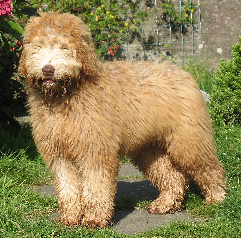 Labradoodle Autors: AgaGangaEsenga Suņu šķirnes daudz