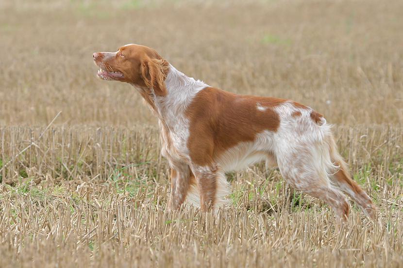 bretaņas spaniels Autors: AgaGangaEsenga Suņu šķirnes daudz