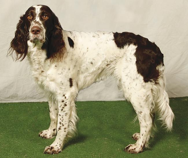 franču spaniels Autors: AgaGangaEsenga Suņu šķirnes daudz