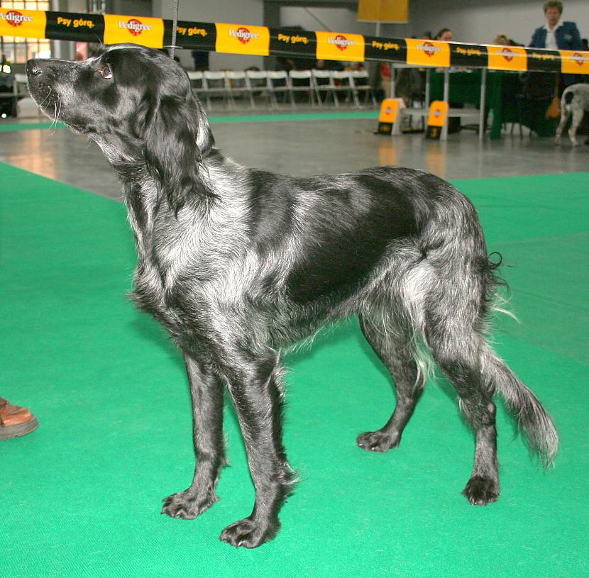 pikardijas zilais spaniels Autors: AgaGangaEsenga Suņu šķirnes daudz