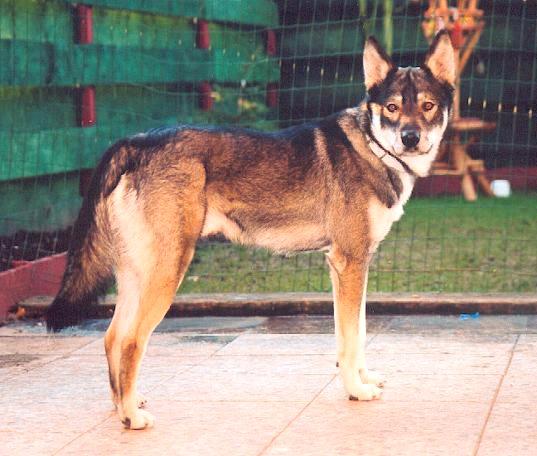 american indian dog Autors: AgaGangaEsenga Suņu šķirnes daudz