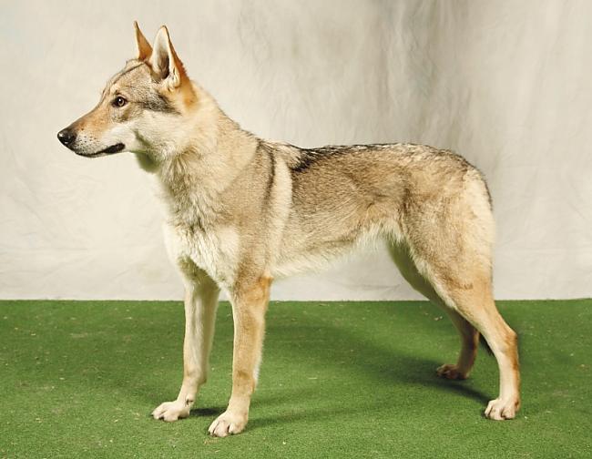 čehoslovākijas vilku suns Autors: AgaGangaEsenga Suņu šķirnes daudz