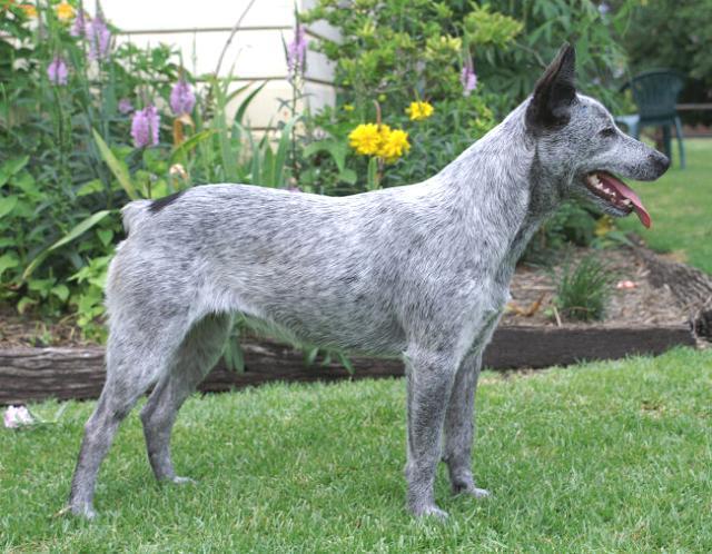 Australian Stumpy Tail Cattle... Autors: AgaGangaEsenga Suņu šķirnes daudz