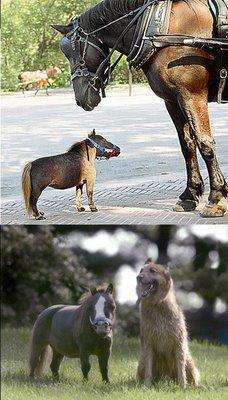 Pasaulē mazākais zirgs   ... Autors: newjorciks Mazākās lietas pasaulē