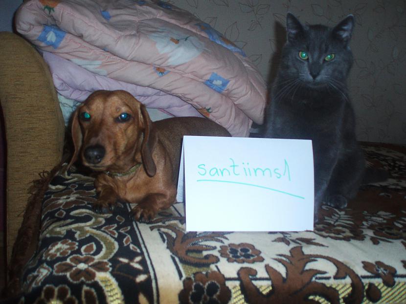 suns ar kaķi Autors: santiims1 suns ar kaķi